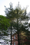 Trees on Campus, June 2008, #4 by Alyssa Pacy